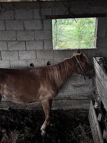 Продам с/х животных: Продаю | Кобыла (самка) | Для разведения | Племенные — 4
