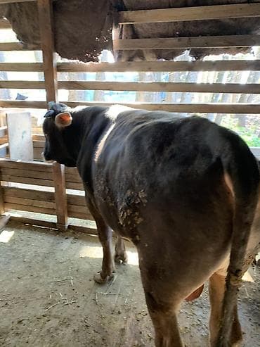 Продаю | Бык (самец) | На откорм | Осеменитель