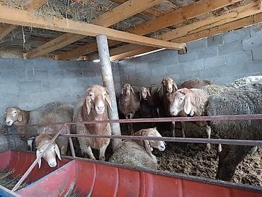 лекарство для животных: Продаю | Баран (самец) | Арашан | На забой | Племенные — 2