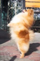 Вязка собак: Шпиц, 3 года, Самка — 8