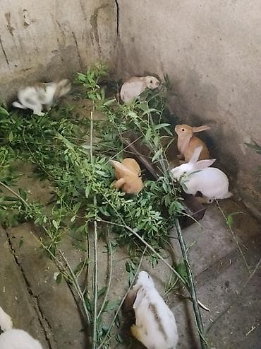 породистые кошки в добрые руки: Продаю | Крольчата | Для разведения — 1