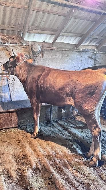 продажа собак бишкек: Продаю | Корова (самка), Тёлка | Голштин, Швицкая | На откорм, Для разведения, Для молока — 5