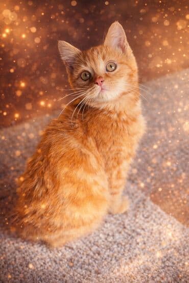 сколько стоит шотландская вислоухая кошка: Котята ищут новый дом и любящую семью♥️ Очаровательные котята с — 1