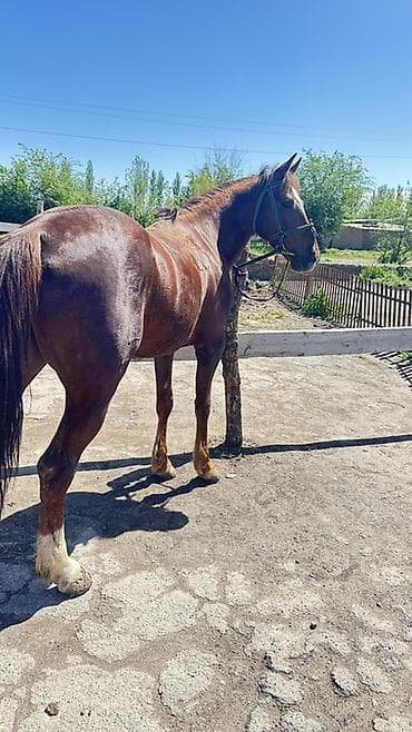 индюк самец: Продаю | Конь (самец) | Полукровка | Рабочий — 4