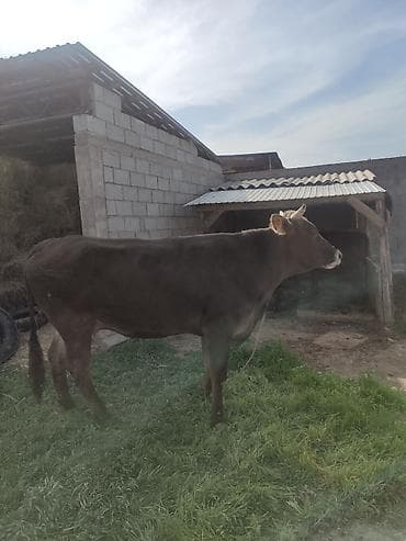 Продаю | Корова (самка) | Швицкая | На откорм, На забой, Для разведения | Привязанные