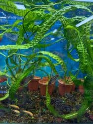аквариумная рыбка: Рыбки | Аквариумы | Оборудование | Аксессуары | Растения Богатый опыт — 34