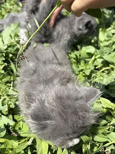 домашний кошка: Котята, пушистые комочки счастья. - Окрас: - Дымчато‑серые — 10