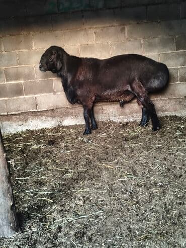 собака доберман сколько стоит: Сатам | Кочкор (эркек) | Арашан | Көбөйтүү үчүн | Асыл тукумдуу, Жасалма жол менен боозутуу — 1