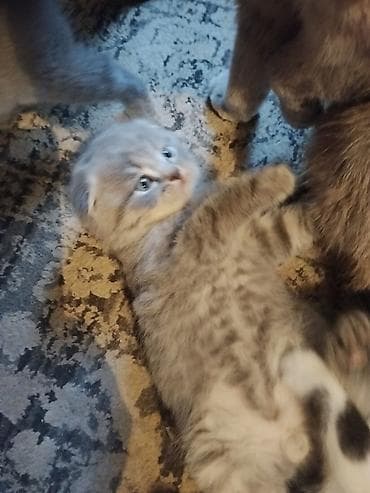 где купить кошку: Шотландский вислоухий котёнок (Scottish Fold) - Окрас: серебристый — 5