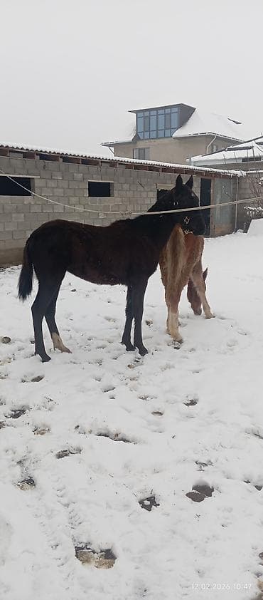 Зоотовары: Продаю | Жеребенок | Для разведения — 3