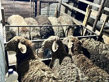 Ветеринар кызматы: Сатам | Кочкор (эркек) | Союуга, Көбөйтүү үчүн — 1