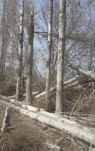 жалюзи бишкек цена: Терек Алам Либой Терек кок терек мырза терек кара жыгач Чалгыла — 2