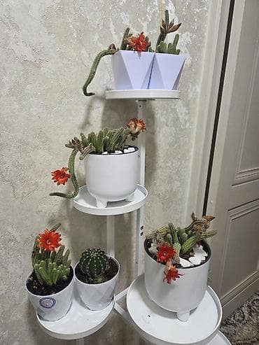 Бөлмө өсүмдүктөрү: Комнатные растения в горшках. - Суккуленты, сансевиерия, алоэ — 5