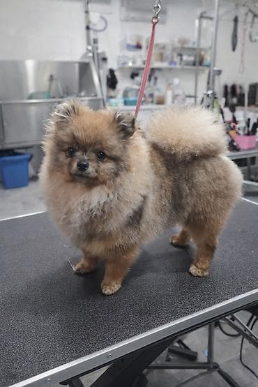 Продаётся померанский шпиц, девочка и мальчик 💕 Дрессированные