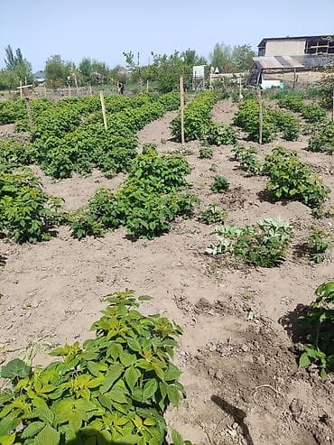 Дом и сад: Саженцы малины - Культура: малина, сорт МАПЕМА, кустовая, однолетние — 1