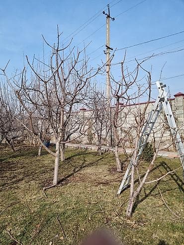 посадка деревьев: Обрезка и обработка плодовых деревьев,кустарников, винограда. Посадка — 5