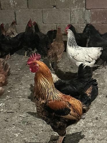 декоративная рыба: Продаю | Куры | Полубрама, Домашняя, Кучинская | На забой, Для разведения, Несушки — 5