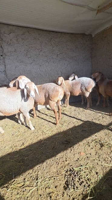 Аквариумы: Продаю | Овца (самка) | Арашан | Для разведения | Ярка — 8