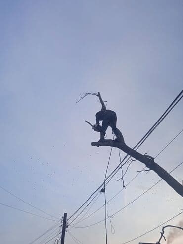 тополы тополя: Тополь карагач и другие е пилим покупаем сами пилим и самовывоз спилим — 2