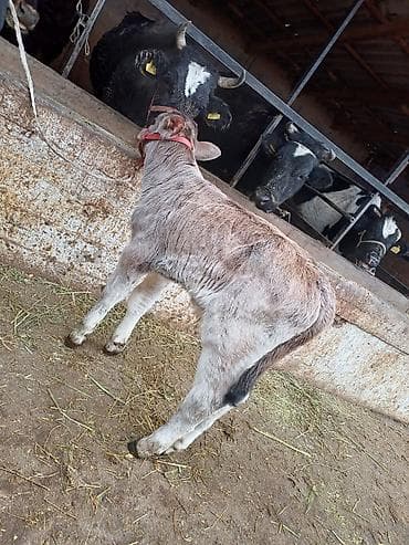 годовалые телки: Продаю | Корова (самка) | Голштин | Для разведения, Для молока | Племенные, После отела, Искусственник — 8