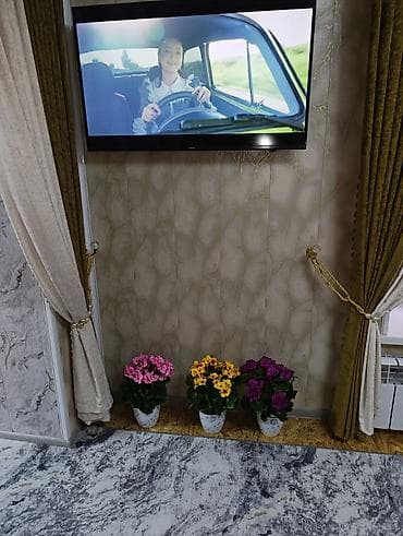 Освещение: Горшечные примулы (Primula) — декоративные комнатные растения с — 4