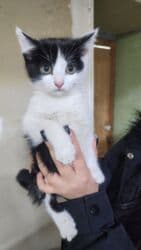 отдам даром вислоухого котенка: Мышык бекер берилет: Породасыз, 3 айлык, Ургаачы, Лотокко барууга үйрөтүлгөн — 3