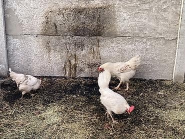 Продаю | Куры | Несушки