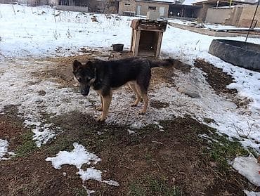 пушистая собака: Немецкая овчарка смешаная 10 Айлык — 8