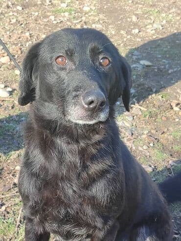 домик для большой собаки: Ищем дом прекрасной и крупной собаке. Рожать не будет,привезём сами — 5