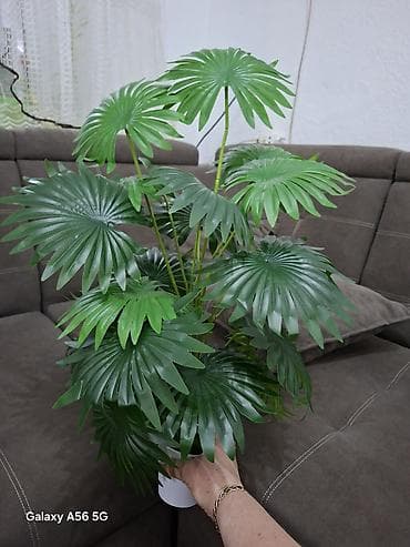 ковры паласы новый: Продаются искусственные растения. Всегда красивые без ухода. Новые — 5