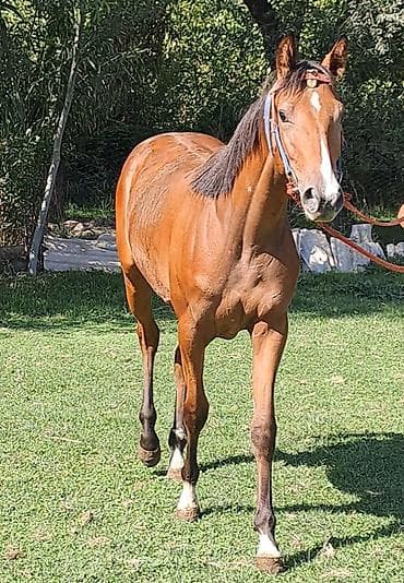 бенгальская кошка домашняя: Продаю | Жеребец | Английская | Конный спорт | Племенные — 2