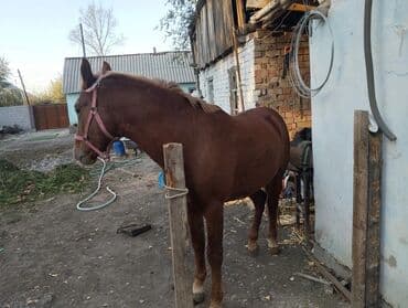 кошка домик: Продаю | Кобыла (самка), Жеребец | Рабочий — 3