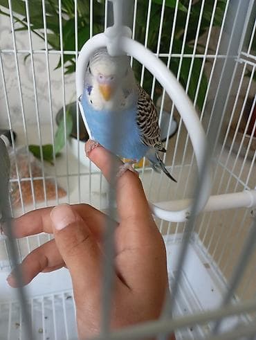 неразлучники попугаи цена: Волнистые попугаи с полной клеткой и аксессуарами. Состав набора: - — 1