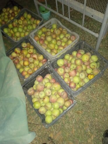 превосходный сорт яблок: Яблоки — 1