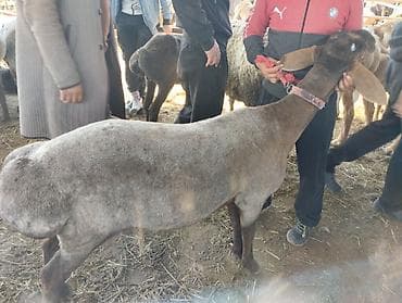 Продаю | Овца (самка) | Для разведения | Матка