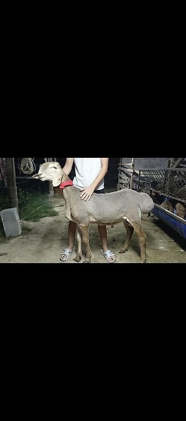 белая вислоухая кошка: Продаю | Баран (самец) | Арашан | Для разведения | Племенные — 3