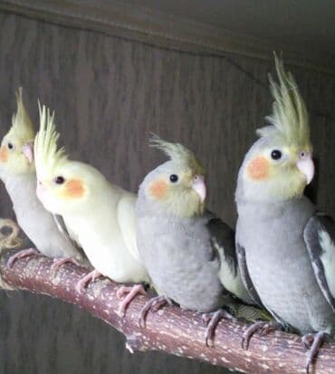 Попугаи Карелла хорошо учатся разговаривать и приручаются к рукам. А