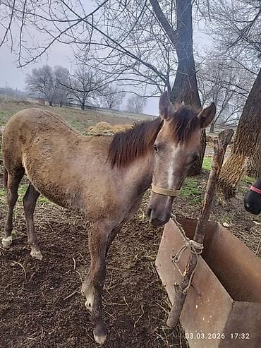 Лошади, кони: Продаю | Жеребенок — 1