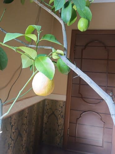 кора для сада: Плодоносящий 🍋 лимон. Высота более 2 метров — 2