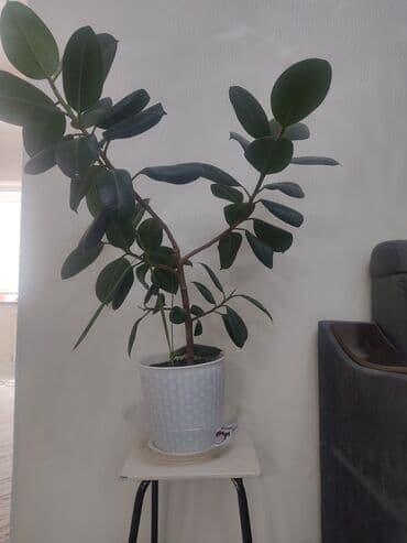 фикус пальма: Фикус имеется в наличии 2штуки растет очень высоко — 1