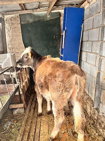 торпое: Продаю | Тёлка | На откорм, Для разведения, Для молока | Отела не было — 10