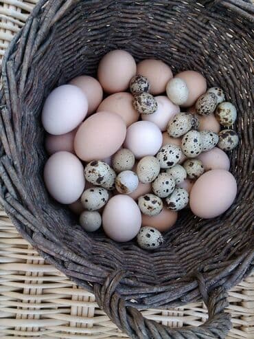 цена железа за 1 кг бишкек: Перепелиные яйца от домашнего хозяйства - Натуральные яйца от — 3