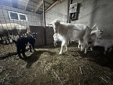 чон ат: Продаю | Коза (самка) | Для молока — 3