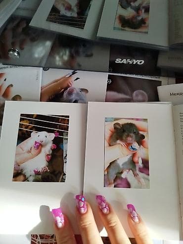 кошка талас: Привет друзья. в питомнике Rat hause Love, родились новые детки — 5