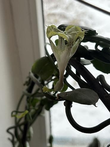 для шоколада: Продаю взрослые хойи: кудрявая, церопегию Сандерсена, кратон Мать и — 5