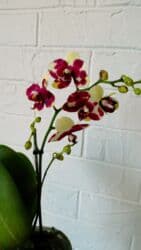 орхидея заказать: Большой выбор цветущих сортовых орхидей высота растений 35 см — 2