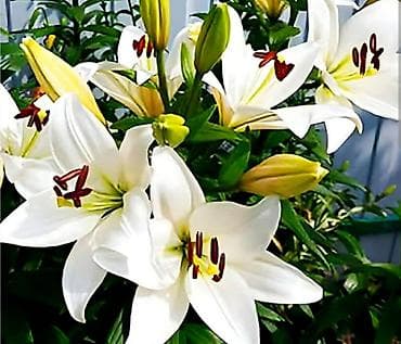 грибы эноки: В связи с отьездом недорого продаю луковицы тюльпанов, нарциссов — 3