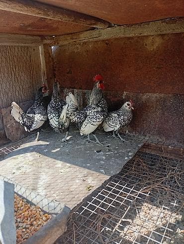 пиявка бишкек: Сатам | Тооктор — 1