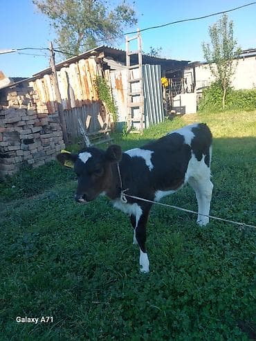 бычки теленок: Продаю | Тёлка, Музоо, торпок | Для молока | Привязанные — 2