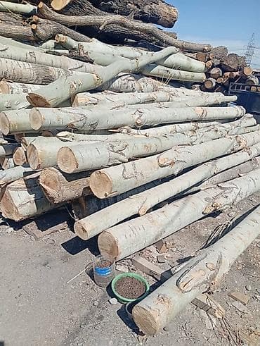 Лес кругляк: Кругляк/деловая древесина - Породы: светлая — берёза/осина (по — 2